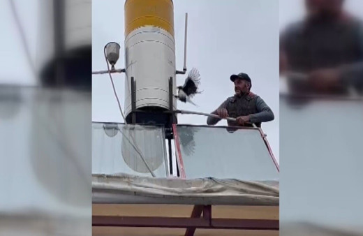 Çatıda takıldığı yerde mahsur kalan karga kurtarıldı