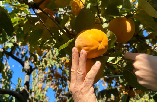 Trabzon hurması çiftçinin yüzünü güldürüyor