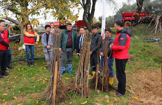 Muğla'da 7 bin Kestane ve Trabzon Hurması fidanı dağıtıldı