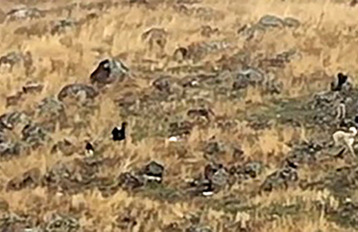 Ankara'da başıboş sokak köpeği sürüsü okula giden çocuğa saldırıp parçaladı! Çocuk yoğun bakımda