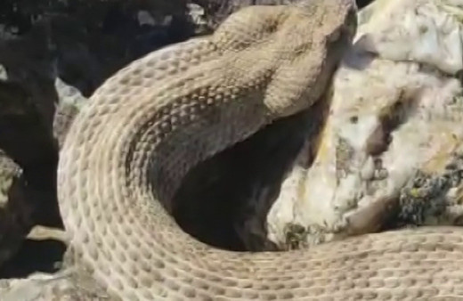 Dünyanın en zehirli yılanını kedi sever gibi sevdi