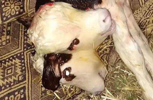Görenler gözlerine inanamadı! Tokat'ta çift başlı buzağı doğdu