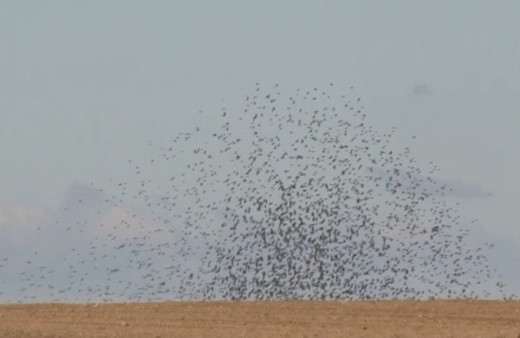 Edirne'de bir köyünde gökyüzünü sığırcık kuşları süsledi