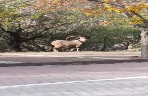 Nesli tükenme tehlikesinde, şehre kadar indirler