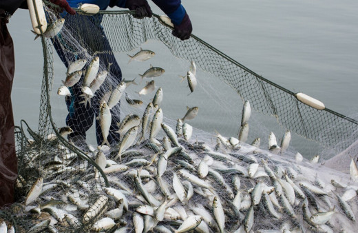 Egeli balıkçıların 11 aylık ihracatı 1 milyar doları aştı