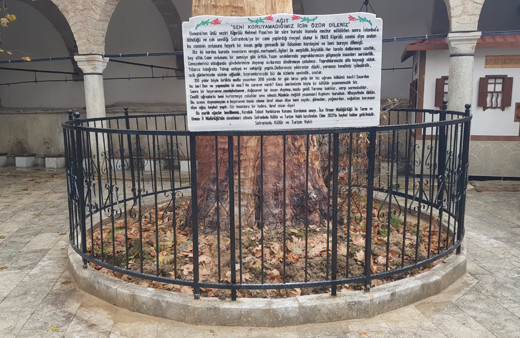 Kurumaya yüz tutmuş 350 yıllık ağacı heykele dönüştürdüler