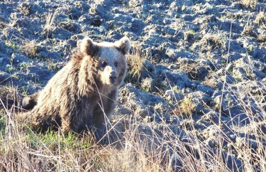 Domaniç'te yaralı halde bulunan yavru ayı tedavi altına alındı