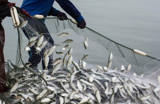 Egeli balıkçıların 11 aylık ihracatı 1 milyar doları aştı!