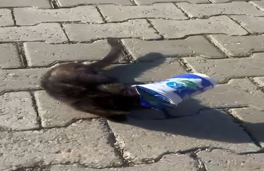 Siirt'te kafasını ayran kutusuna sıkıştıran yavru kediyi bir vatandaş kurtardı
