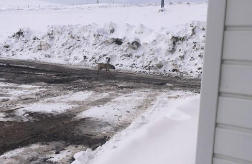 Karayolu üzerine terk edilen başıboş köpekler tehlike saçıyor