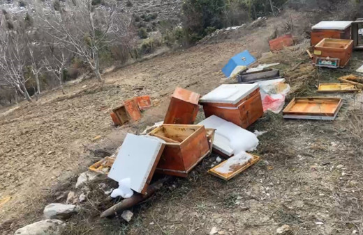 Emet'te ayılar 36 kovanı parçaladı, arılar telef oldu