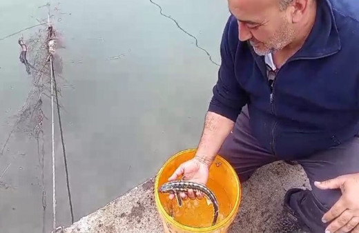 Balıkçı ağlarına takılan nesli tükenmekte olan mersin balıkları denize salındı