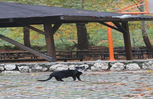 Kedi ile dron arasında ilginç anlar yaşandı, görenleri güldürdü