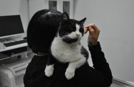 Veterinerler kış aylarında sokak hayvanları için korunaklı yuvalar yapılması için uyardı