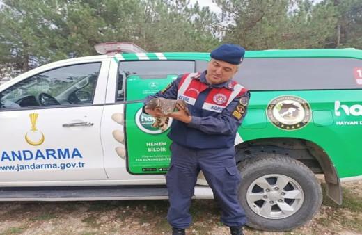 Baykuş ve çakır cinsi yaralı kuşlar tedavi edildi