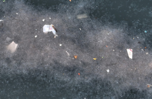 Kirlilik yüzünden Haliç’te denizanası istilası başladı