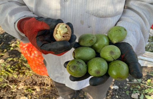 Bilecik'te bu yıl 2 bin 650 dekar alanda 13 bin ton ceviz üretimi oldu