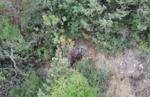 Kış uykusuna yatamayan ayı havadan görüntülendi