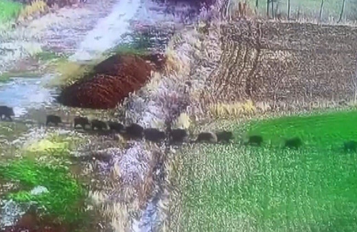 Domuz sürüsü güvenlik kamerasına yansıdı