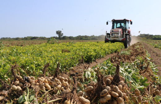 Adana Yer Fıstığı coğrafi işaret tescil belgesi aldı