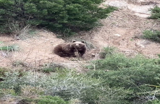 Yalova’da sahilde ayı görüntülendi