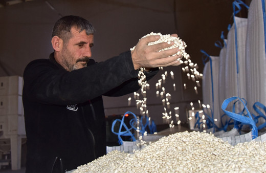 Bitlis, tohumluk kuru fasulye üretiminde Türkiye birincisi oldu