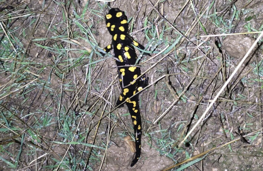 Elazığ’da nesli tükenmekte olan sarı benekli semender görüldü