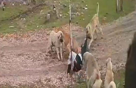 Muş'ta sokak köpekleri 79 yaşındaki kadına böyle saldırdı dehşet anları güvenlik kamerasında