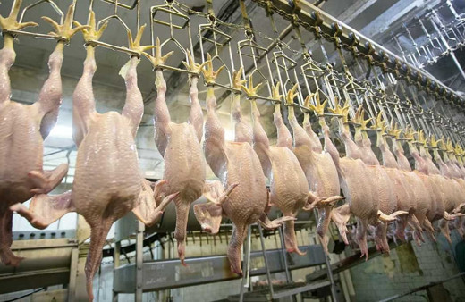 Türkiye'de tavuk eti üretimi tüketime bağlı olarak yüzde 1,4 arttı