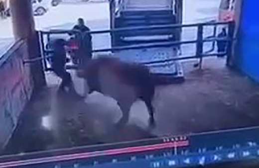 Amasya'da mezbahada korkunç anlar! Boğanın saldırdığı adam öldü