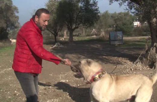 Köpek saldırılarında ne yapılabilir? Uzmanından tavsiyeler