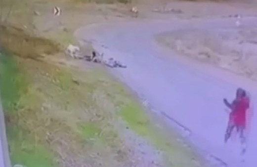 Yine Ankara yine başıboş köpek saldırısı! Bisiklet binen çocuğa saldırdı