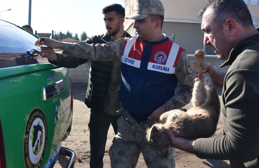 Şanlıurfa'da bulunan yavru aslan koruma altına alındı
