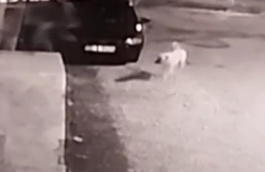 Köpeğin saldırdığı genç kız son anda kurtuldu