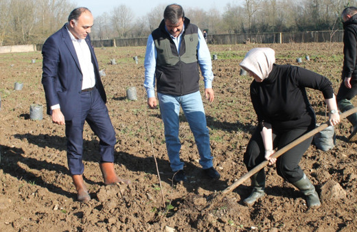 Fındıkta verim ve kalite artıracak proje geliştirildi