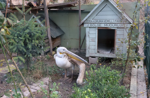 Yaralanan pelikana ilk müdahale yapıldı