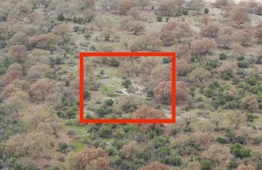 Kayıp koyunları jandarmanın dronu buldu!