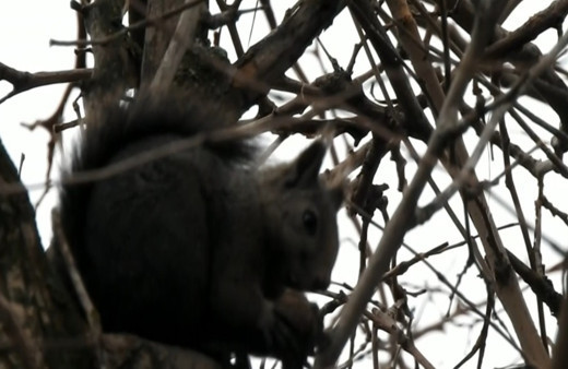 Kar yağmayınca bu sene yaban hayvanlarının uykusu kaçtı