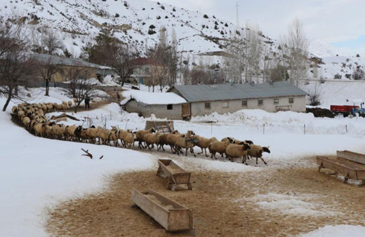 Doğu Anadolu'da besicilerin kış mesaisi başladı!