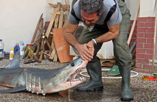 Mersin'de kısa yüzgeçli köpek balığı kıyıya vurdu!