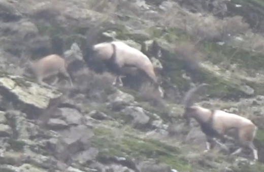 Tunceli’de görüntülenen yaban tekeleri ihtişamıyla görenleri mest etti