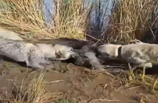 Siverek’te yaralı yaban domuzunu köpekler parçaladı