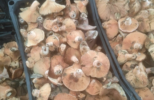 Bayramiç’te kanlıca mantarı köylünün gelir kapısı oldu