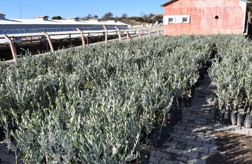 Manisa Büyükşehir Belediyesinden üreticiye fidan desteği