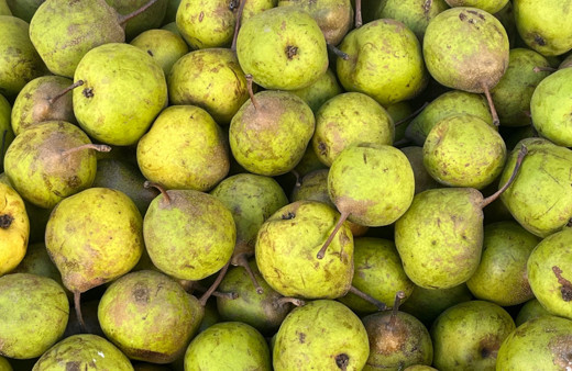 Sinop'ta kış armudunun kilosu 50 liradan satılıyor