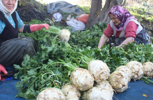 Kış aylarının gözde sebzeleri Salihli’de yetişiyor