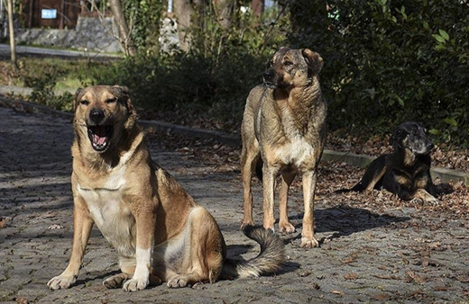 İstanbul'da Arnavutköy'e terk edilen köpekler korku salıyor!