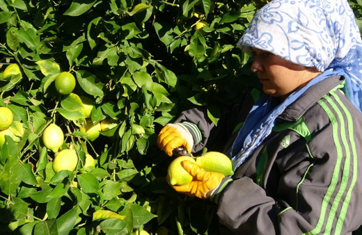 Mersin Erdemli'nin Lamas limonunda hasat 5 TL ile başladı