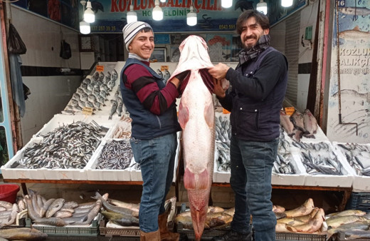 Batman’da balıkçının oltasına takılan balık dana fiyatına, 200 liradan 16 bin liraya satıldı