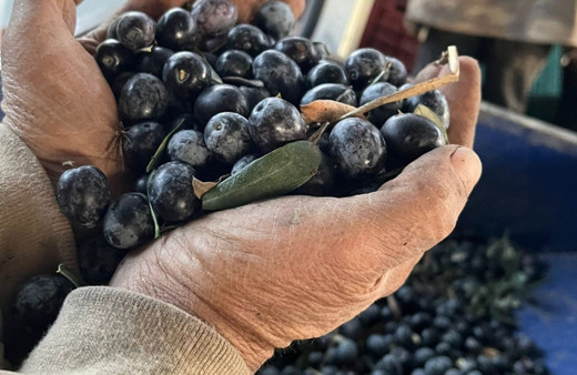 Zeytin hasadında sona gelindi, fiyatlar sevindirdi